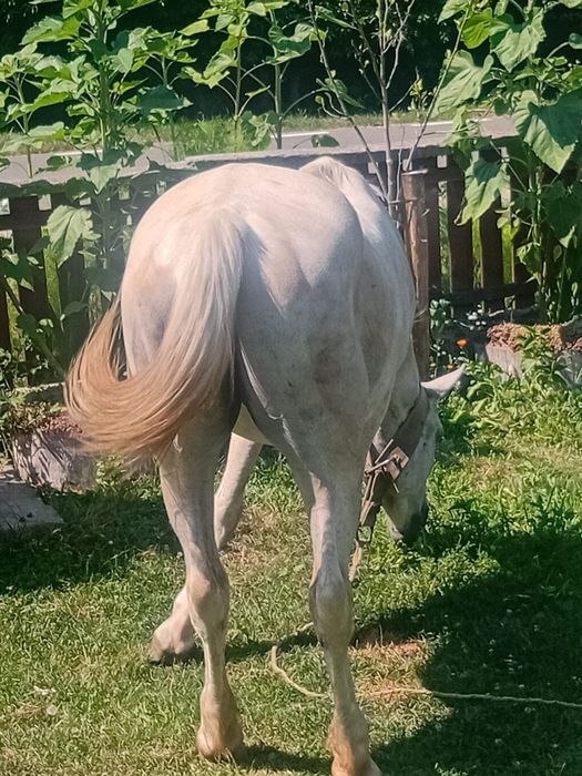 Vând sau schimb cu vacă