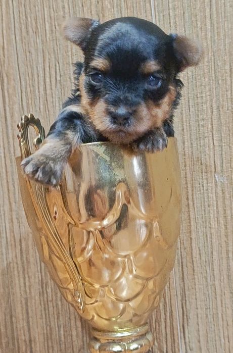 Мини мальчик Йоркширский терьер