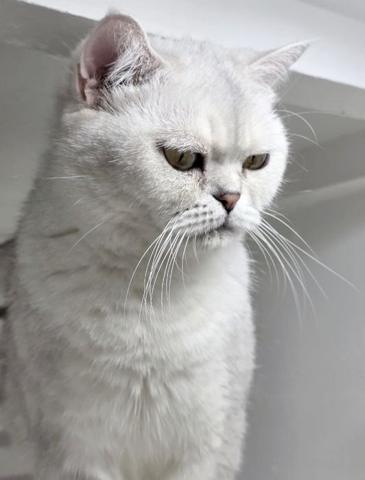 Стерелизованая  кошечка британская