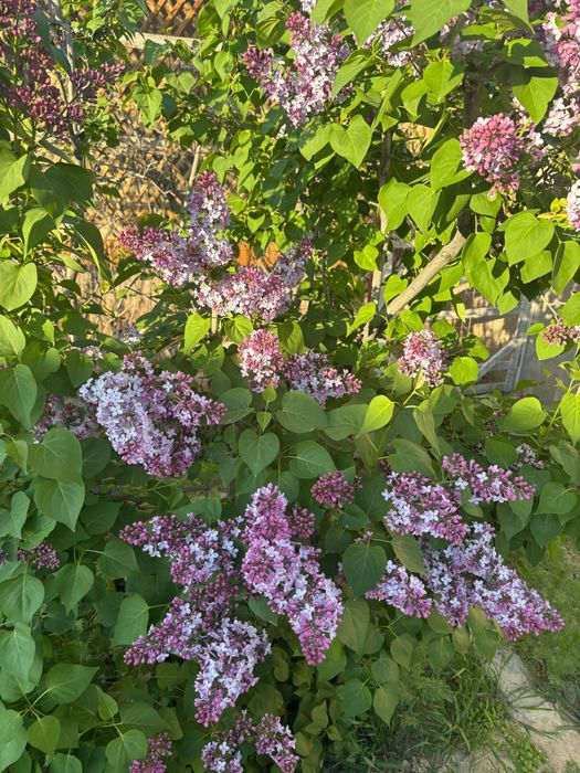 Продаю сирень душистая