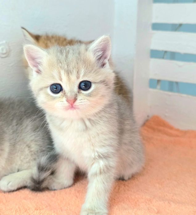 Котик БриТансКий голуБое  зоЛоТо "