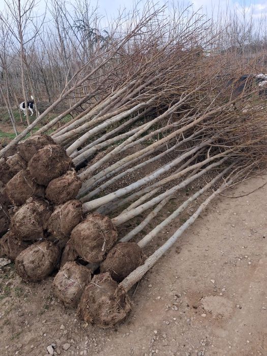 Globulare leyladi platani