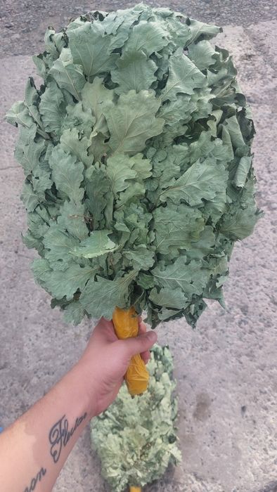 Продам дубовые веники