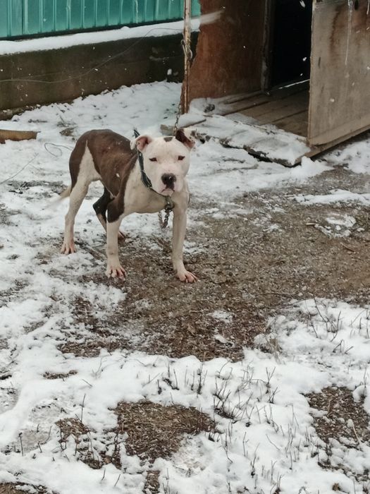 Продам пидбуль мальчик