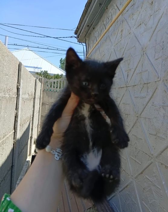 Котята в добрые руки.