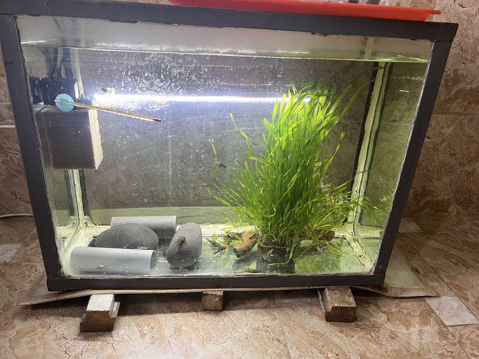 Antisitrus+Guppy+akvarium 70lirlik