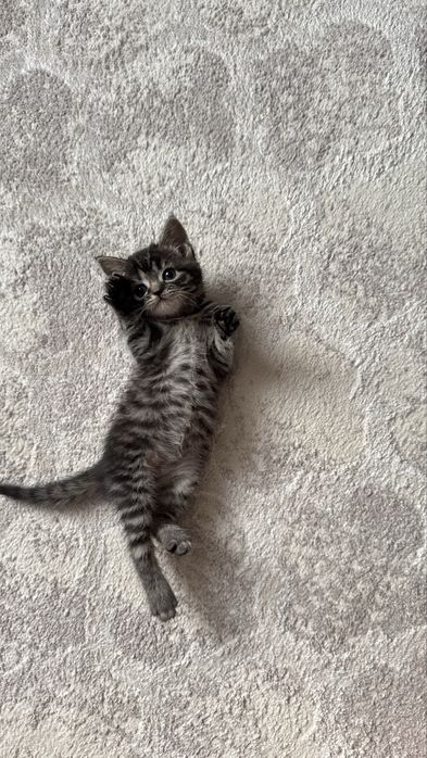 Котенок в добрые руки