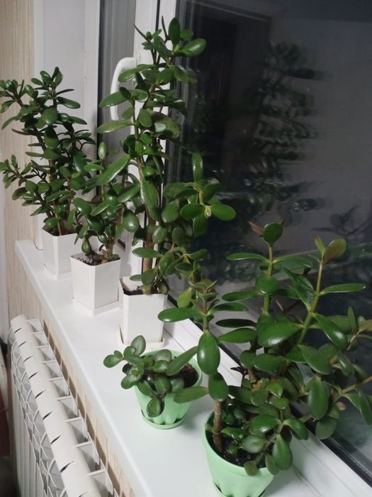 Крассула (денежное дерево)