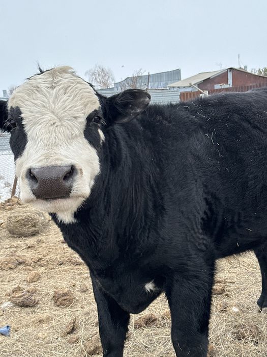 Продается Бык МиккиМаус
