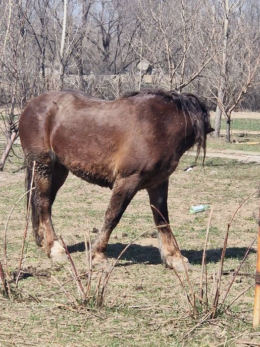 Бие кобыла тяжеловоз