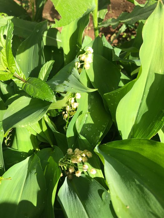 стайни и градински кактуси опунция, момина сълза, здравец йонотера