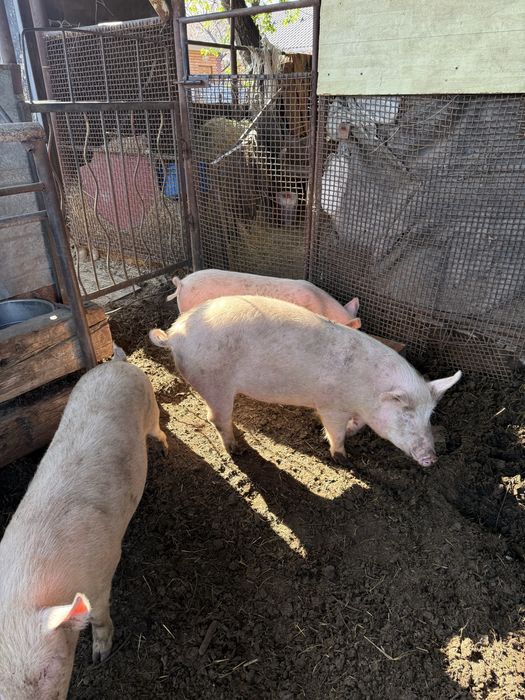 Продам свиней 7 месяцев