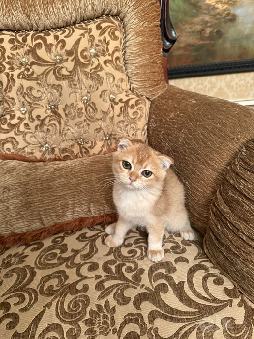 Кошка Золотая шиншилла