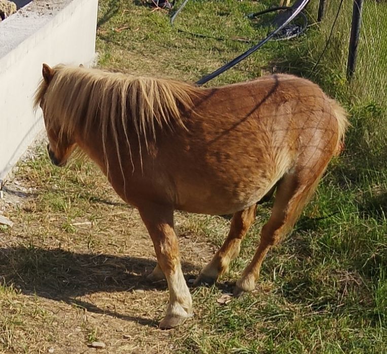 Ponei foarte blând