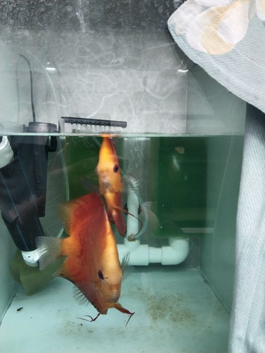 Дискус рабочая пара привазной