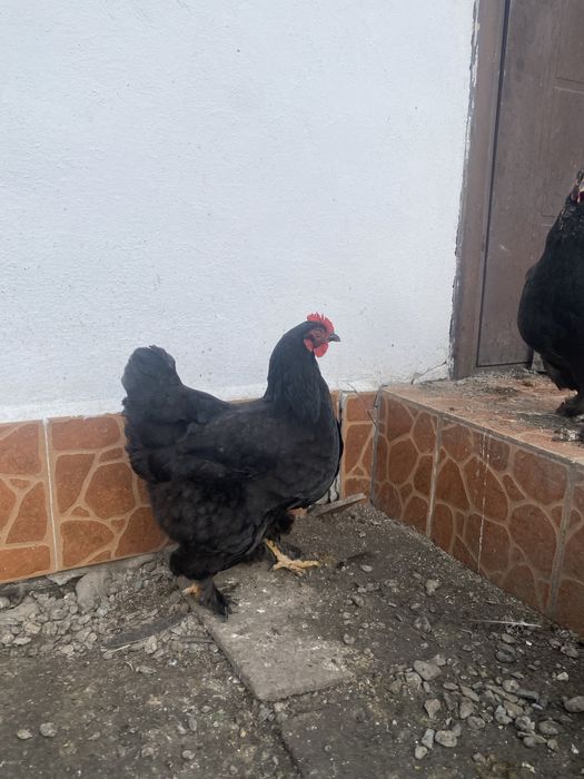 Продам инкубационные айца, брам