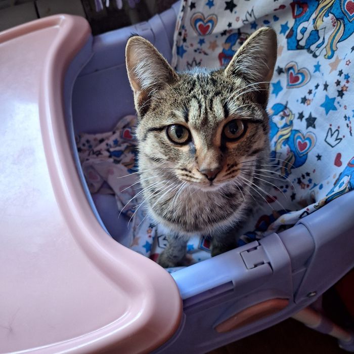 Бесплатно котёнок