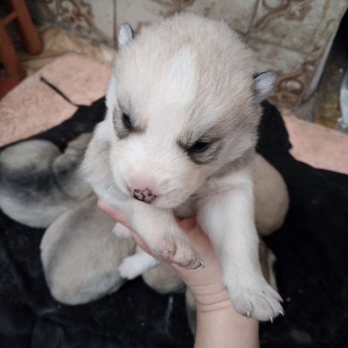 Продам щенят породы Хаски