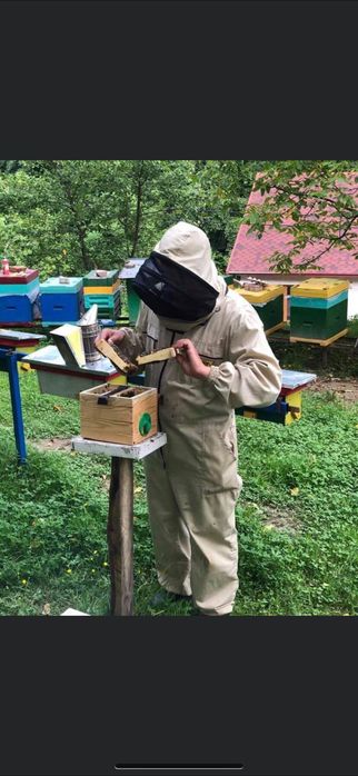 Mātci Carpatine Ukraina 2026  Mătci  Regină 2026