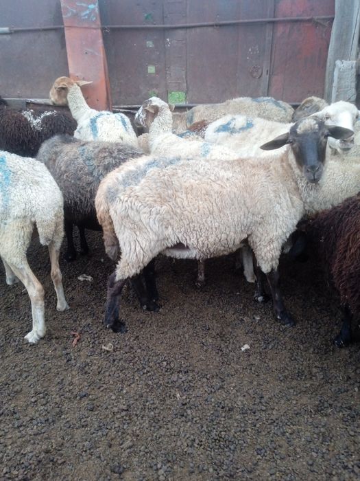 Продается овцы двух годовалый