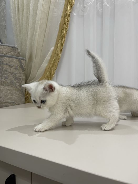 Shinshila britanskiy toza qon