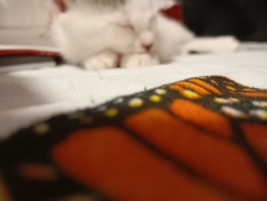 2 motanei spre adoptie