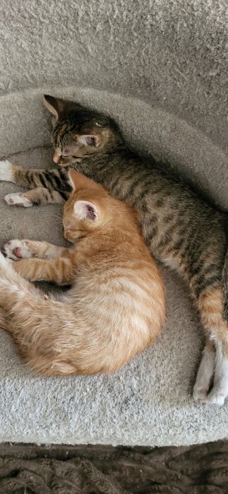 Котята 2 мес. Мальчик и девочка