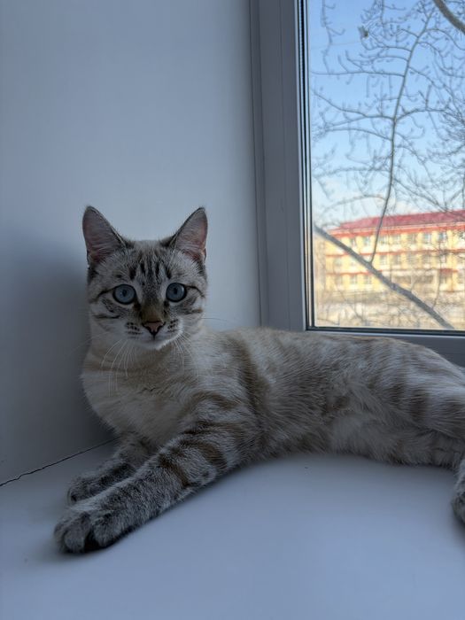 Отдам кота в добрые руки!