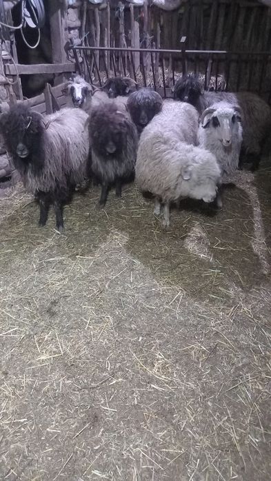 Vând 8 oiiiiiiiiiii