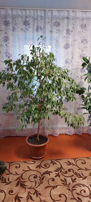 Продам цветы домашние