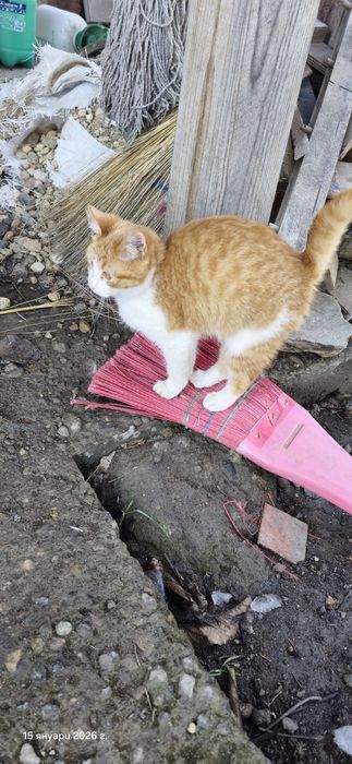 Котенца търсят дом