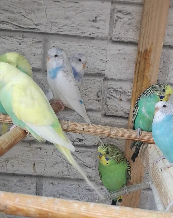 Peruși pui și adulti