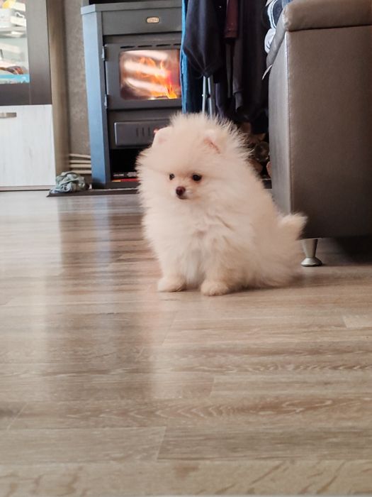 Померан мини  мъжки