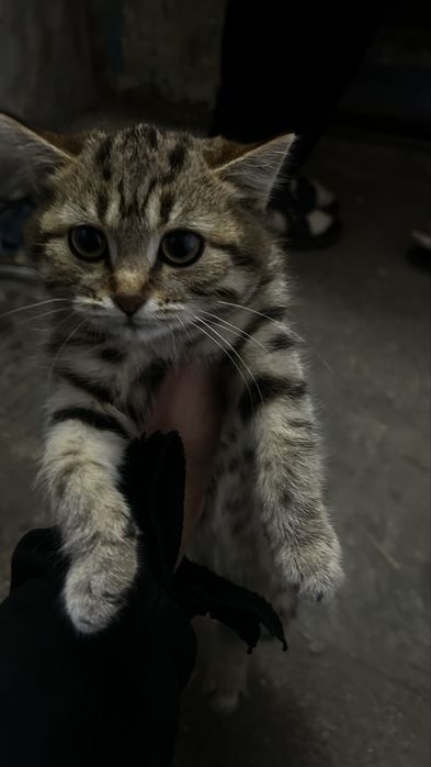 Милый котенок ищет дом(девочка)