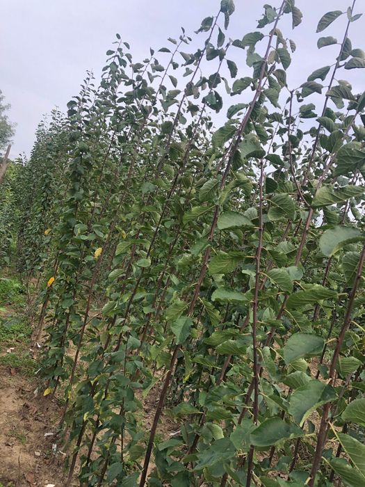Pomii fructiferi  PRoducator