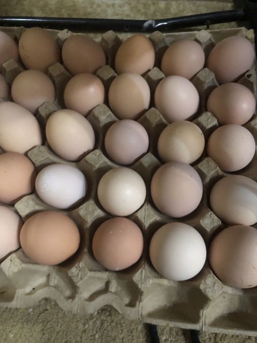 Яйца куриные домашнии