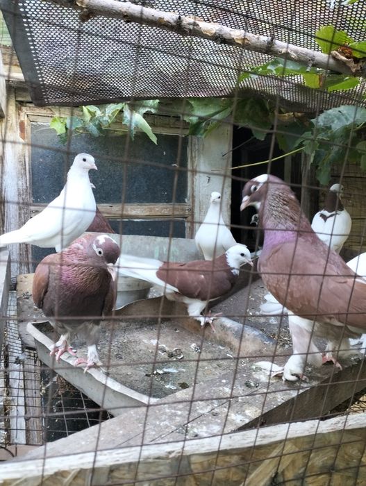 Голуби разные.  .
