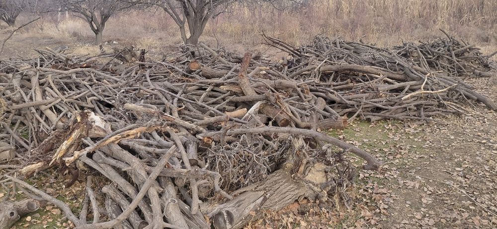 Отин бор курук 20 туп