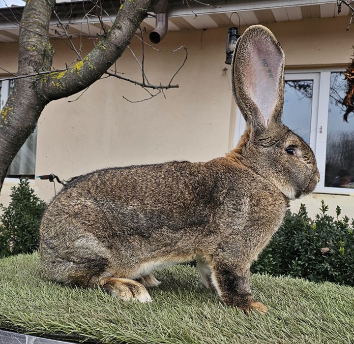 Mascul Urias German Campion Expo Pajura