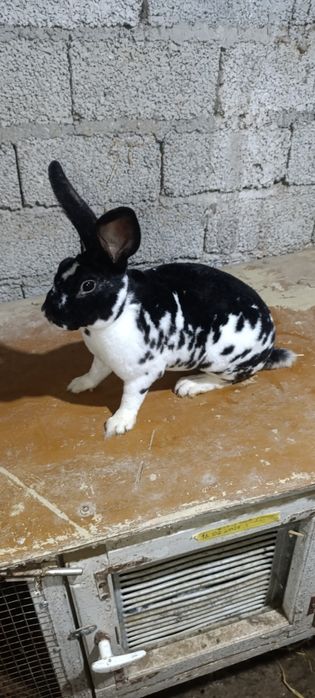 Zottor rex quyonlar sotiladi