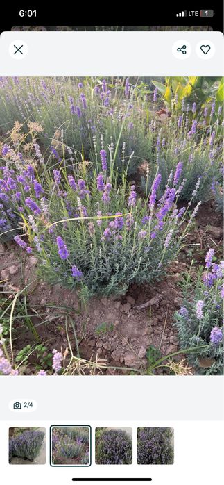 Lavanda urugi bor fransuskiy