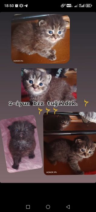 Juda shirin, asal bolajonlarim