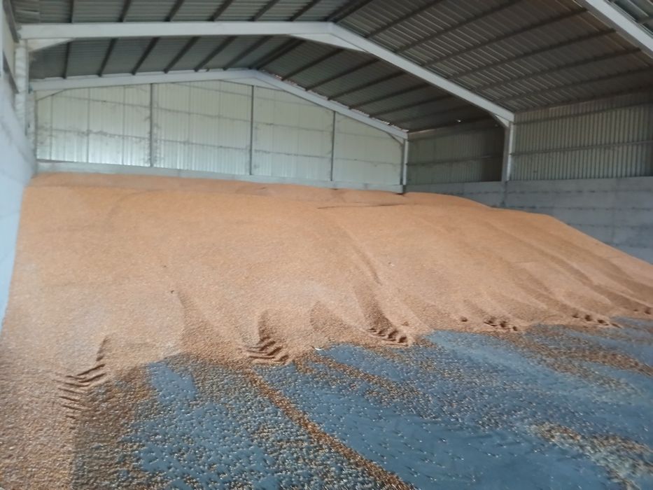 Porumb recoltat 2025