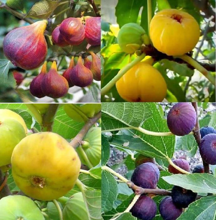 Йирик анжир кучатлари -Крупные саженцы инжира