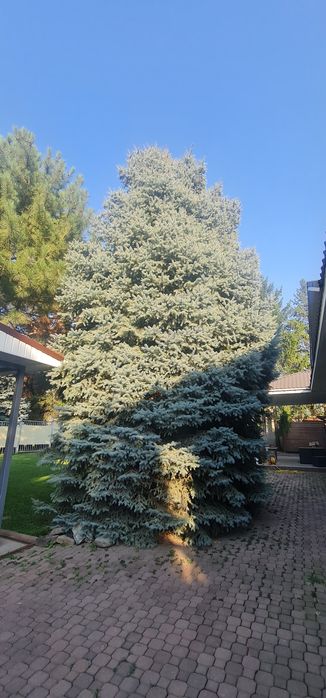 Ель голубая красивая пушистая