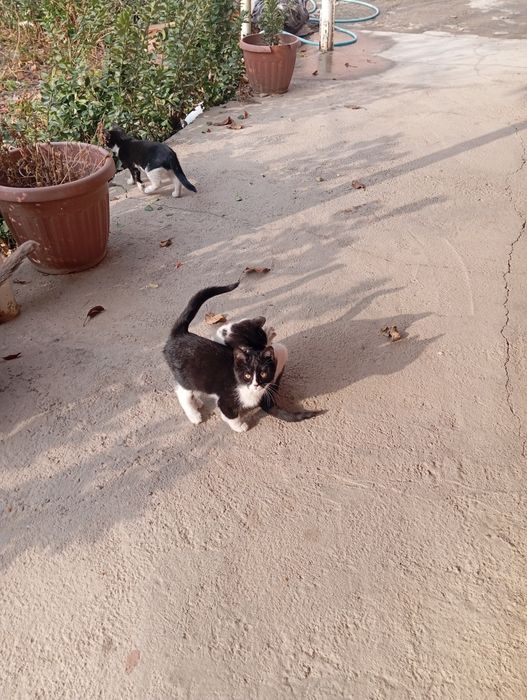 Мушук хадия килинади