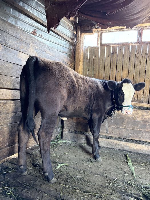 Vand vitea angus