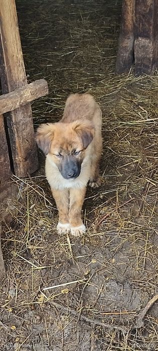 Подарявам кучета