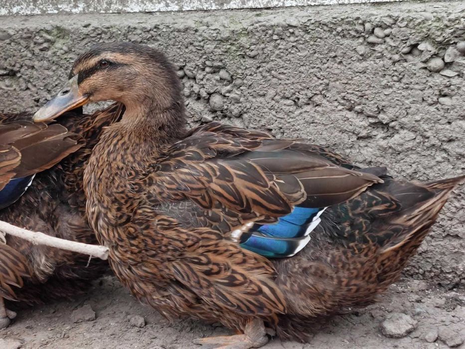 Vand gâște africane, rate Rouen salbatic, rate mute lesesti, cocos GSG