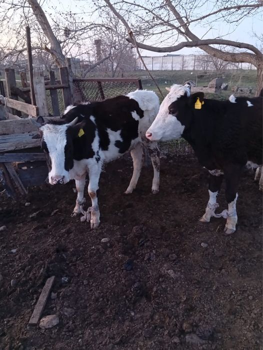 Продам годовалых тёлочек.